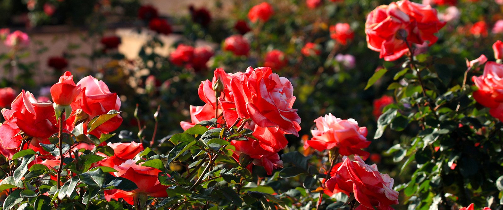 inez grant parker memorial rose garden | balboa park